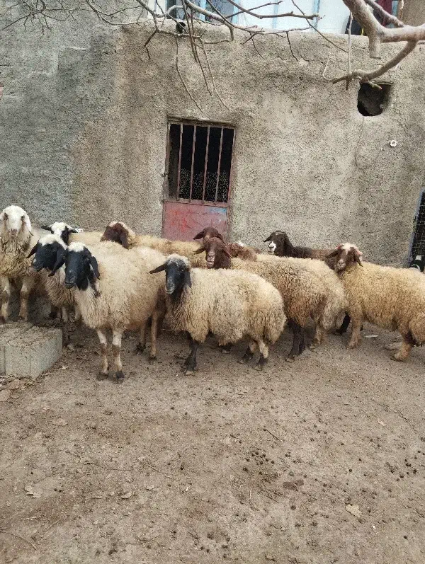 میش سنجابی|حیوانات مزرعه|زنده رود, |دیوار