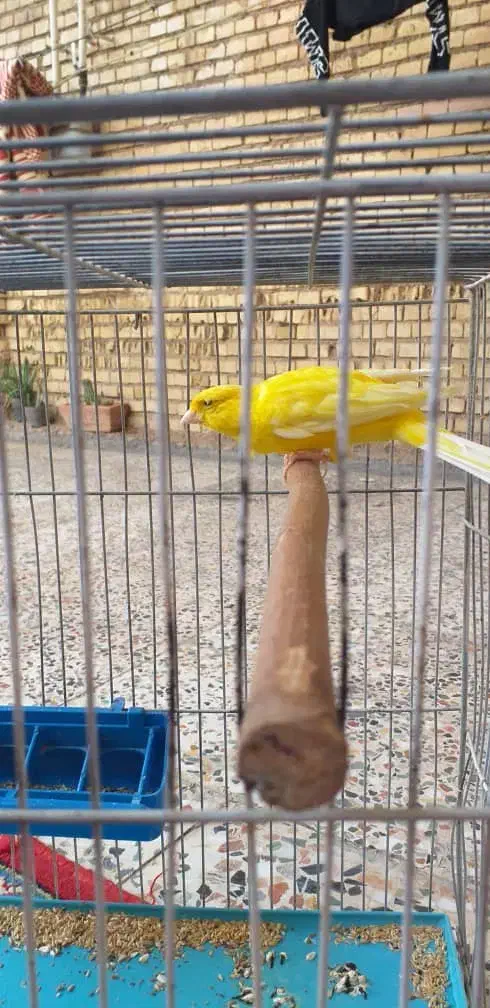 قناری درجه یک کشیده|پرنده|شوش, |دیوار