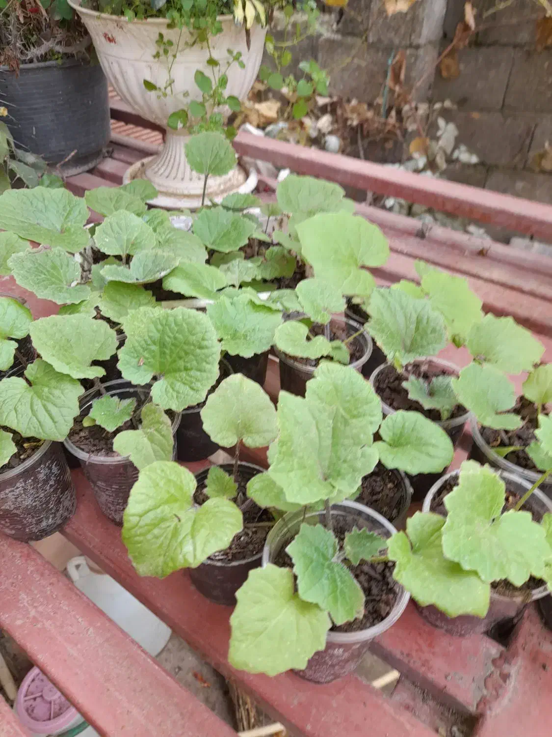 گل سینره بهاری|گل و گیاه طبیعی|تالش, هشتپر|دیوار