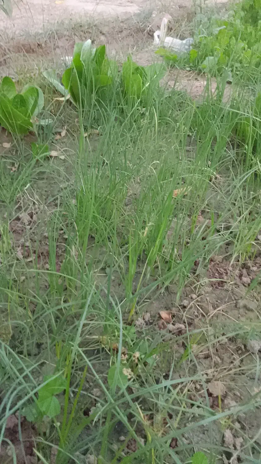 تخم (بوته )پیاز قرمز|گل و گیاه طبیعی|شوشتر, |دیوار