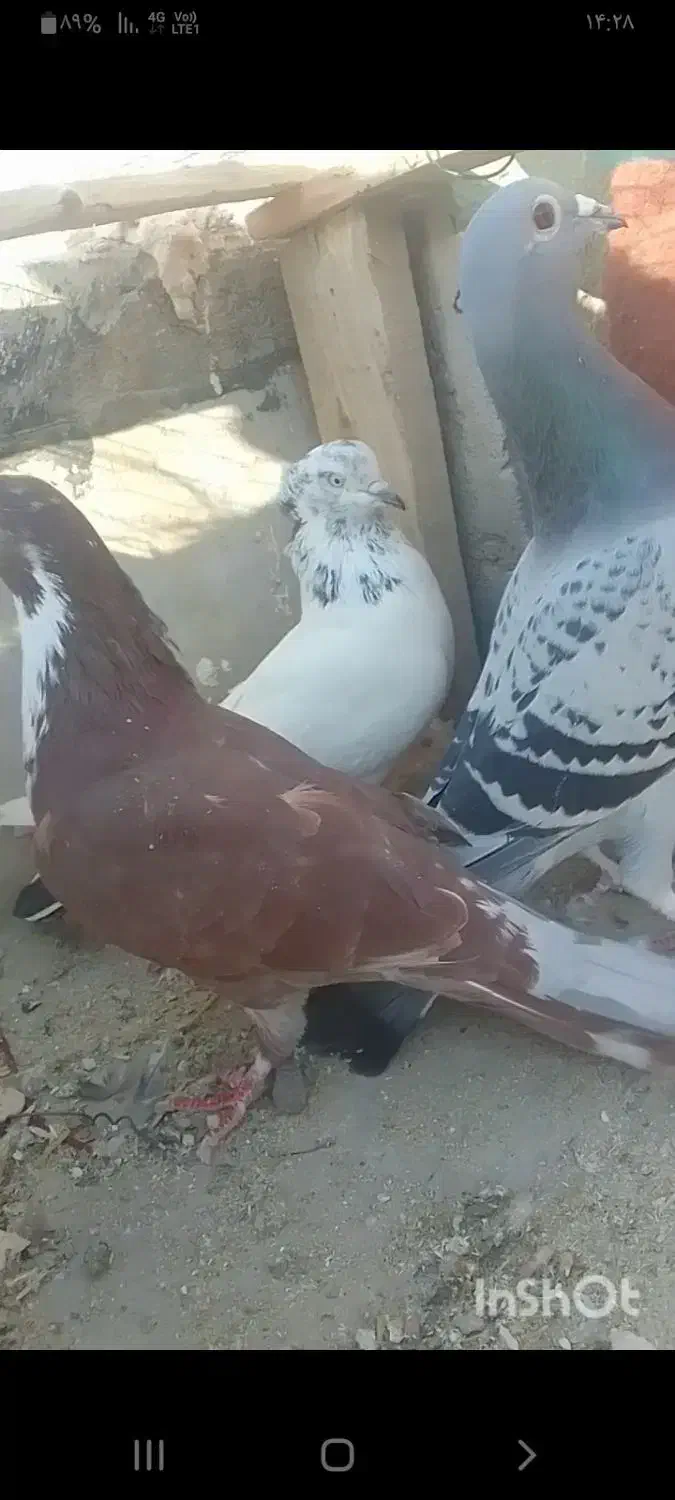 دستبند ک ف تر فرو شی هردو باهم|بدلیجات|میبد, |دیوار