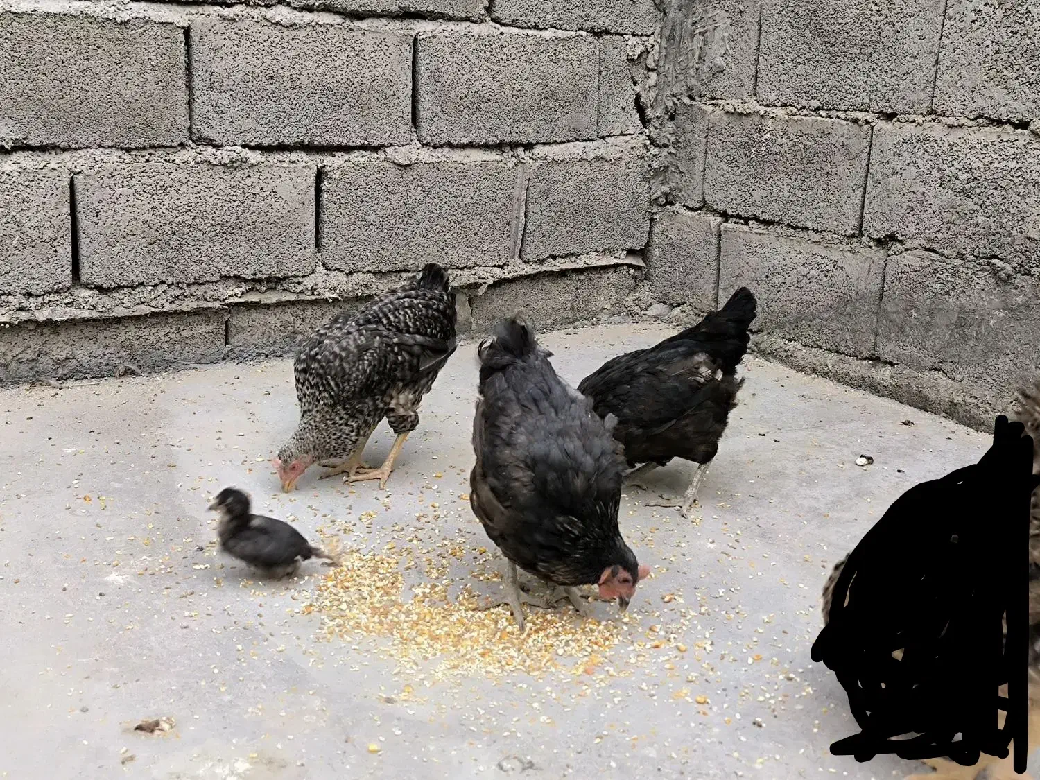 مرغ وخروس دونه ای ۳۹۰|حیوانات مزرعه|چمران, |دیوار