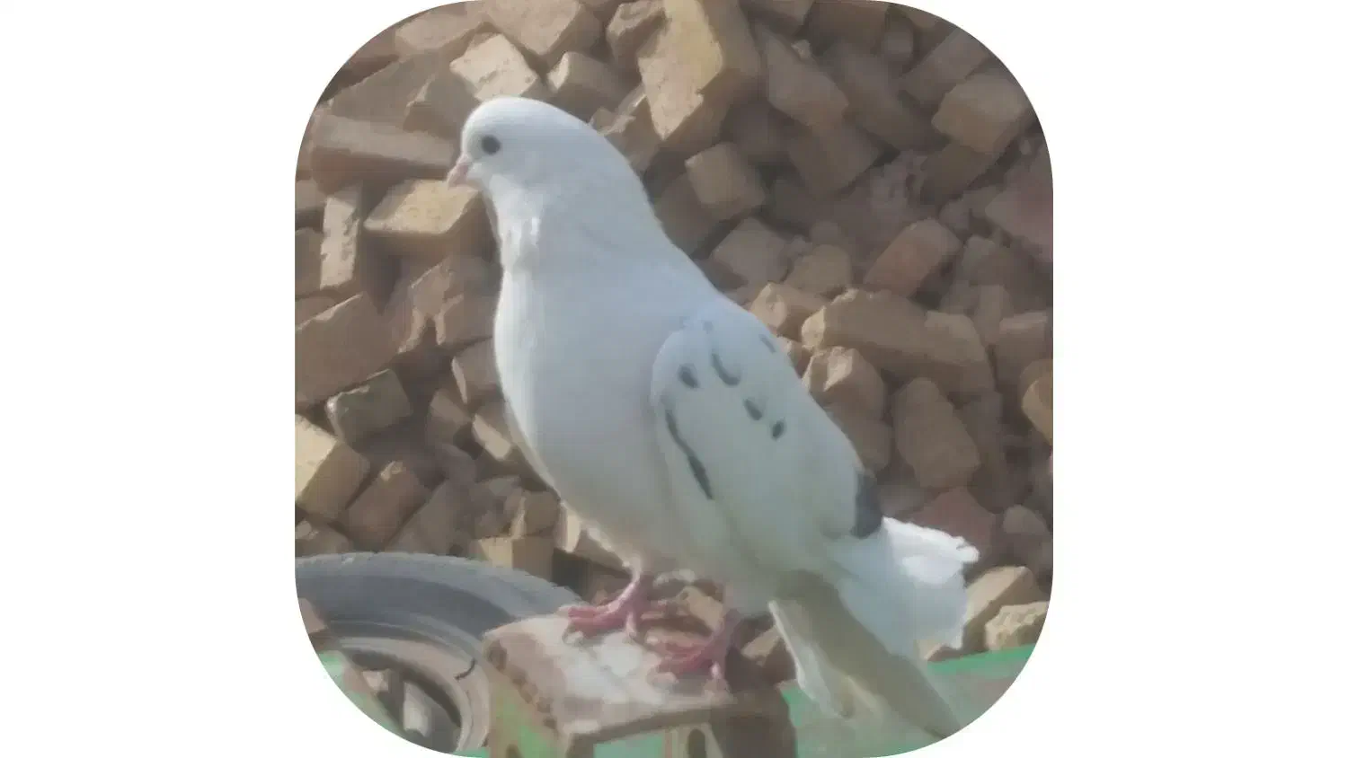 کبوتر فروشی نر|پرنده|میلاجرد, |دیوار