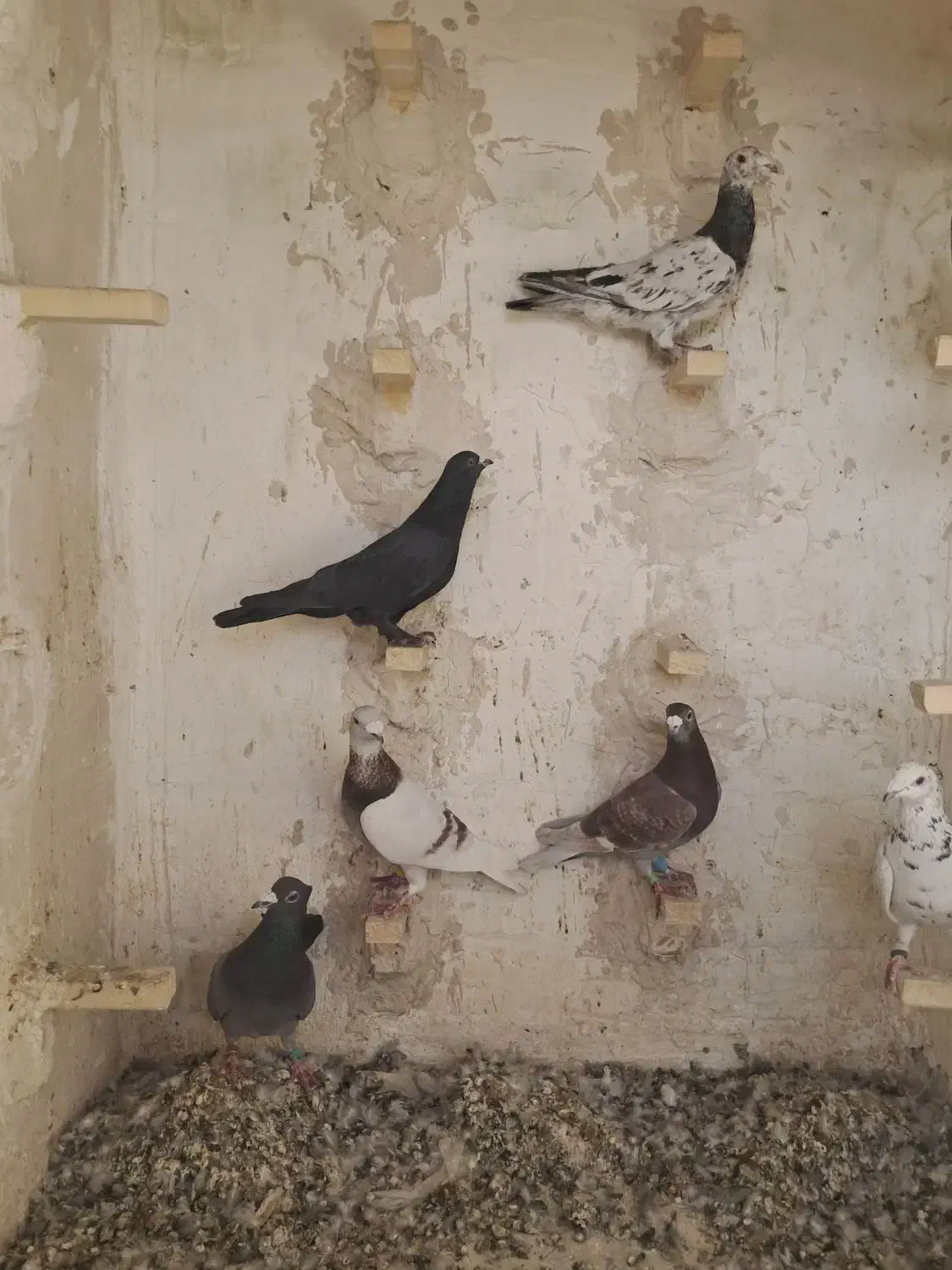 غوره ایی پیازی|پرنده|شیراز, کوشک میدان|دیوار