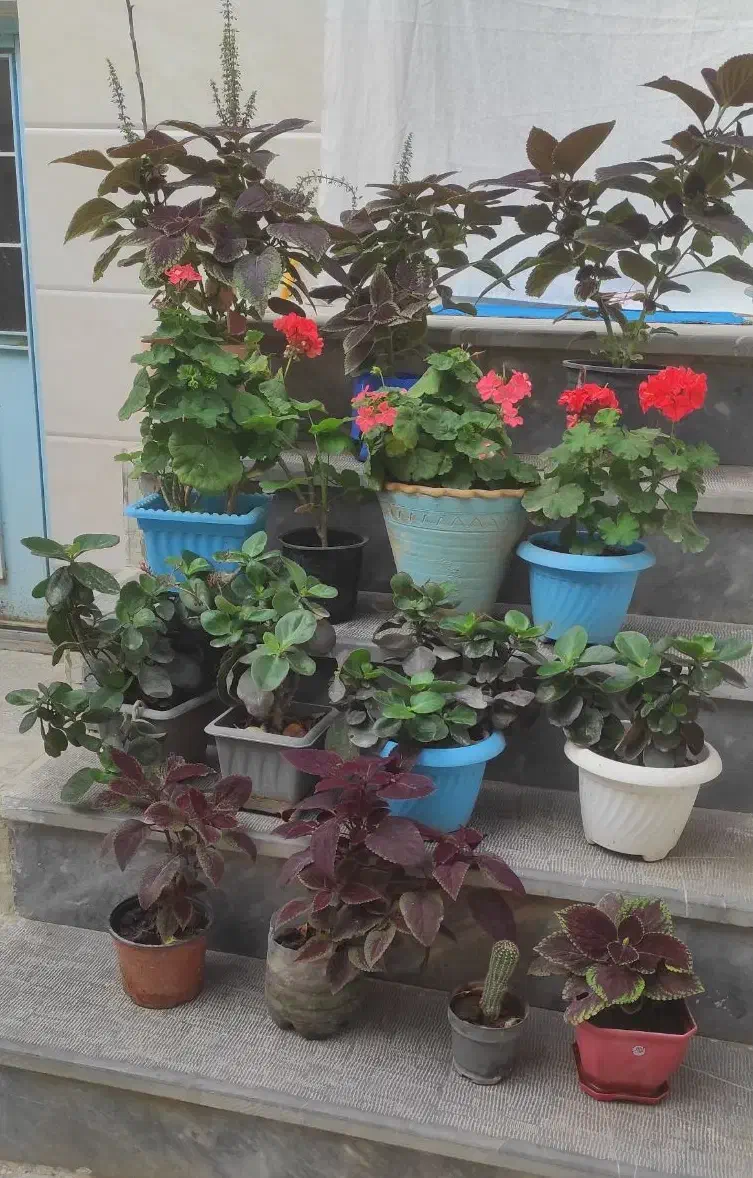 فروش گل|گل و گیاه طبیعی|مرند, |دیوار