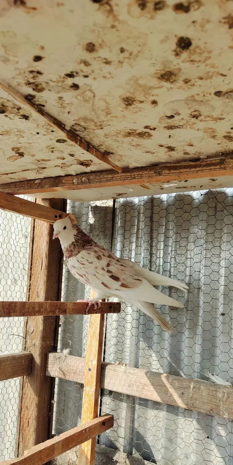 کفترسرور گنجه|پرنده|تهران, مشیریه|دیوار