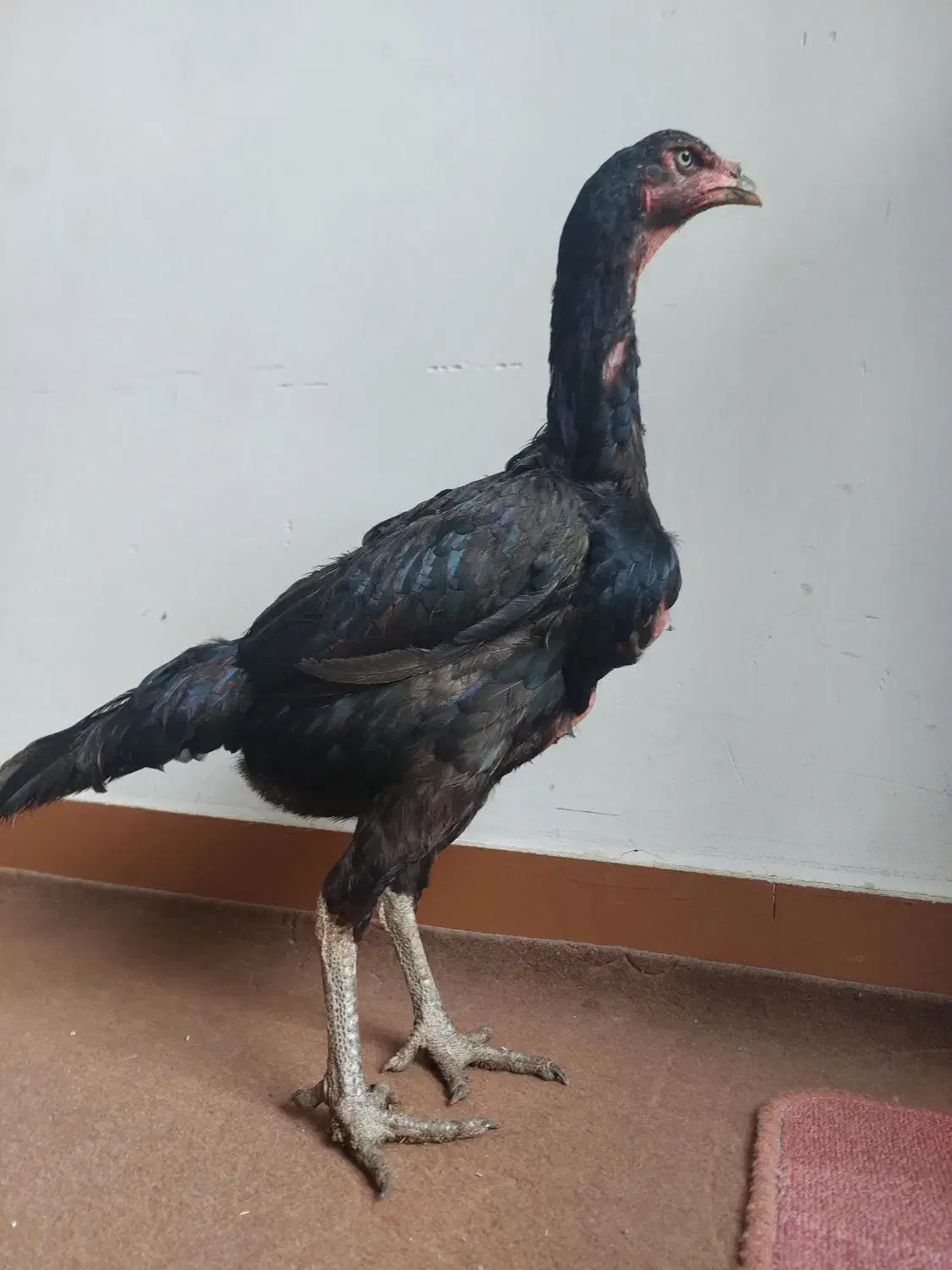 مرغ لاری اصیل|حیوانات مزرعه|شاهینشهر, سعدی شمالی|دیوار