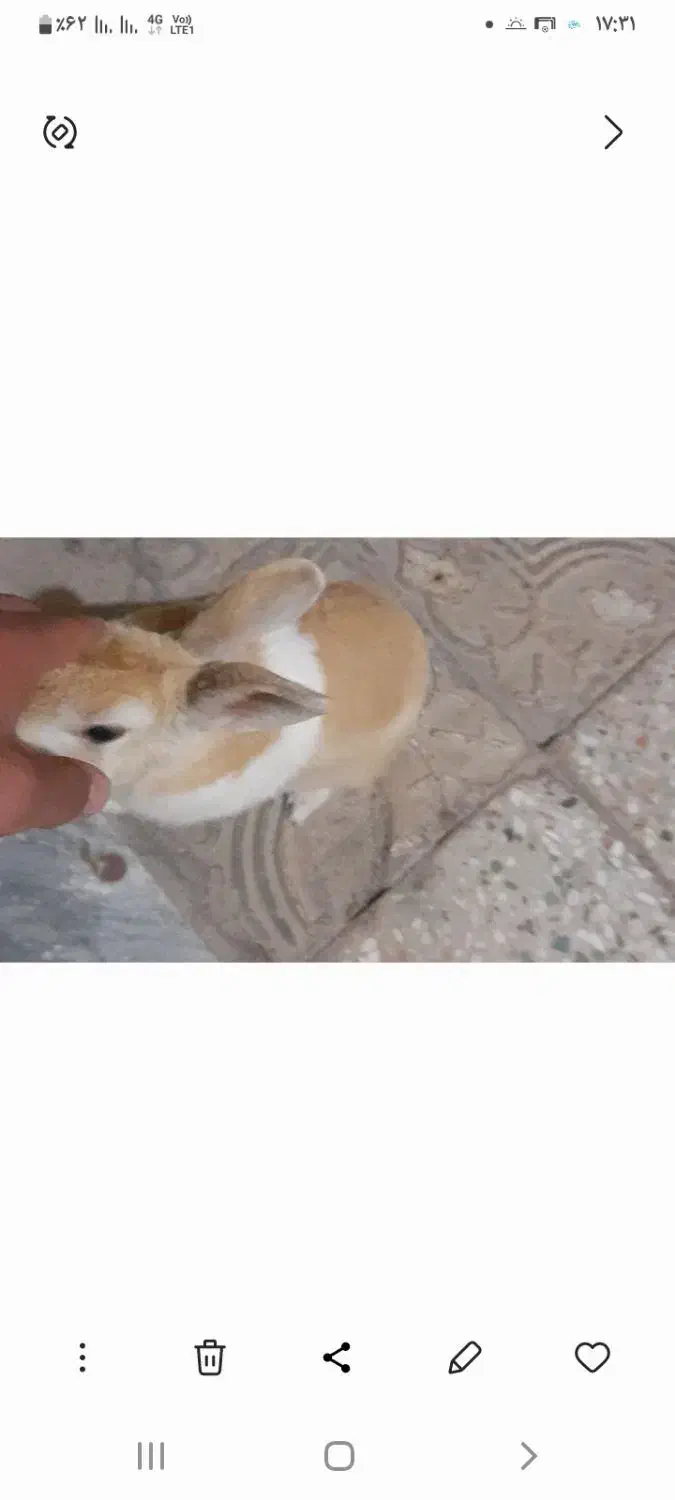 خرگوش نر|موش و خرگوش|شاهین‌شهر, سعدی شمالی|دیوار