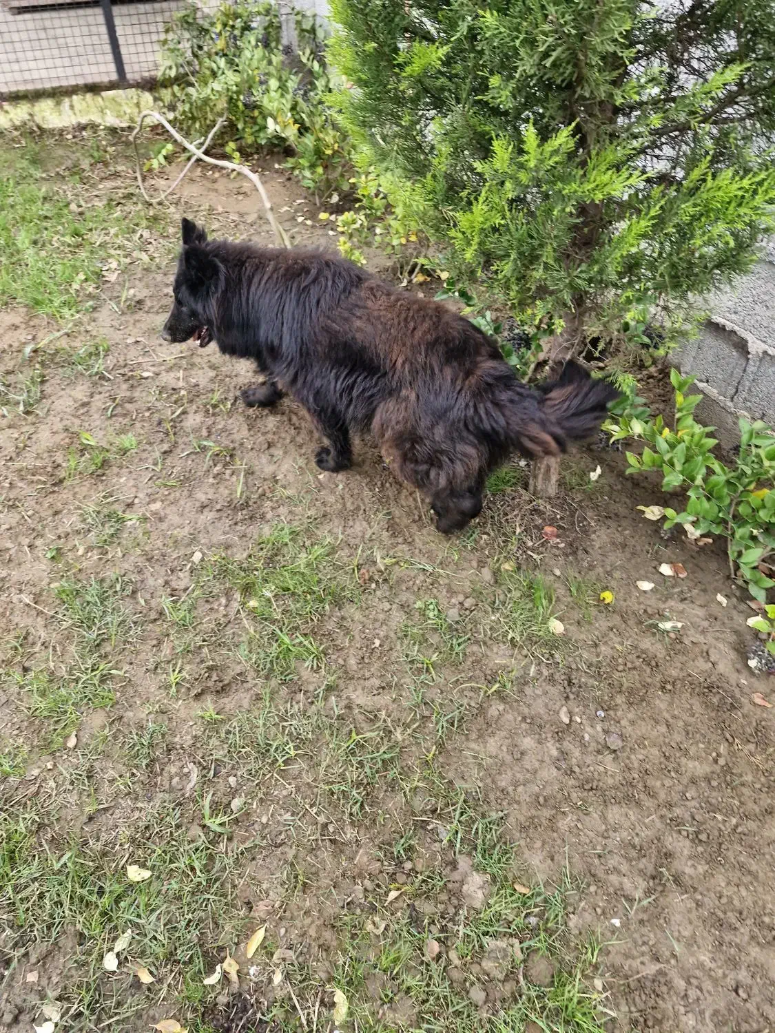 سگ ژرمن بلک|سگ|رشت, گلسار|دیوار