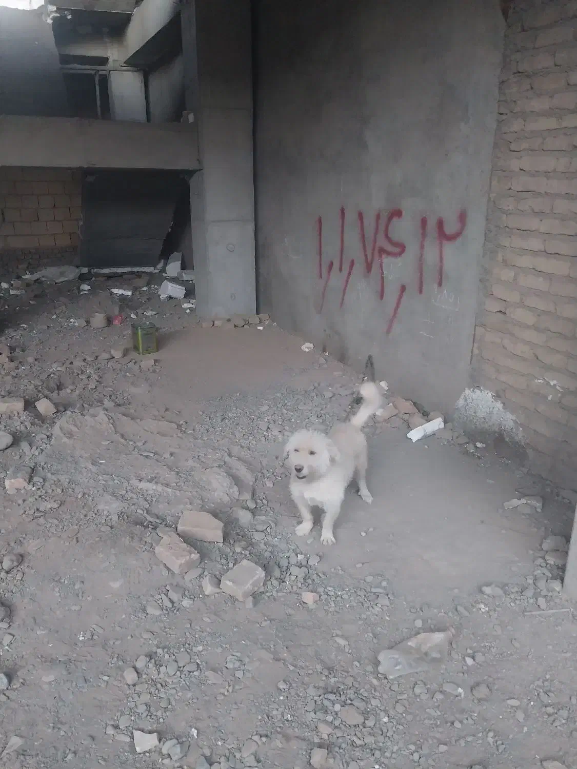 سگ پاکوتاه|سگ|نیشابور, شهرک فرهنگیان|دیوار