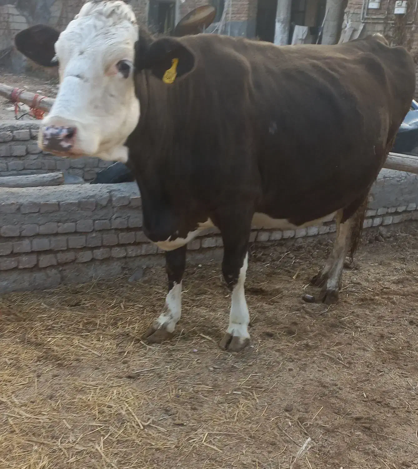 گاوسمینتال شکم سوم ۲۰ روزمانده ب زایمان|حیوانات مزرعه|ارومیه, |دیوار