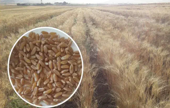 گندم آبی آران|خدمات باغبانی و درختکاری|رومشکان, |دیوار