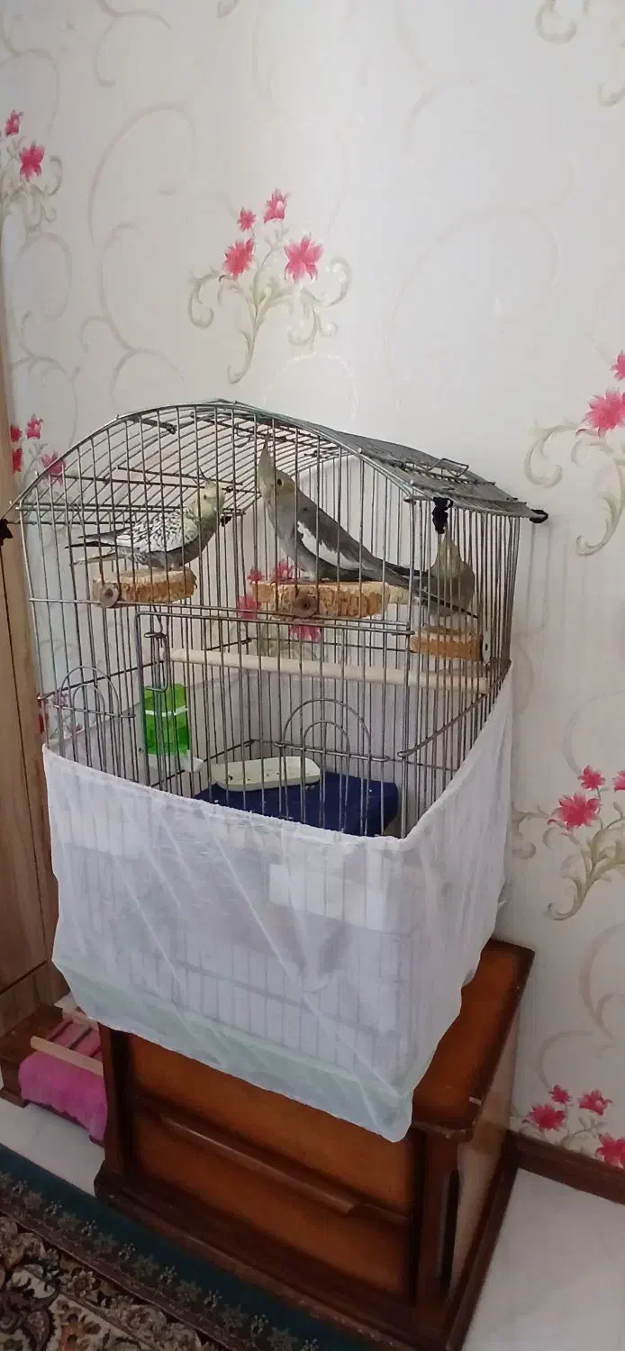 عروس هلندی|پرنده|کرج, مهرویلا جنوبی|دیوار