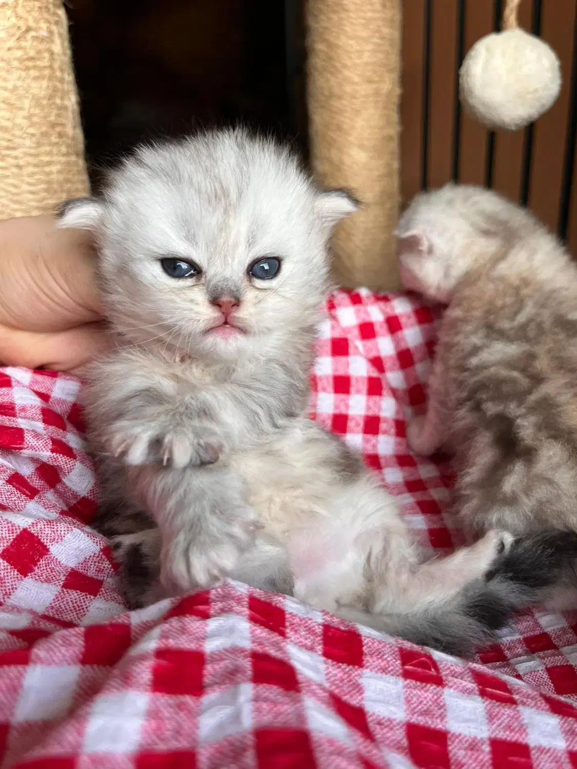 گربه سیلور تبی اسکاتیش|گربه|چالوس, |دیوار