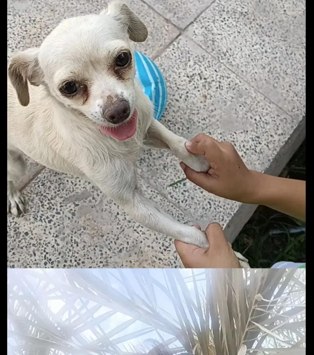 سگ گمشده|حیوانات|بم, |دیوار