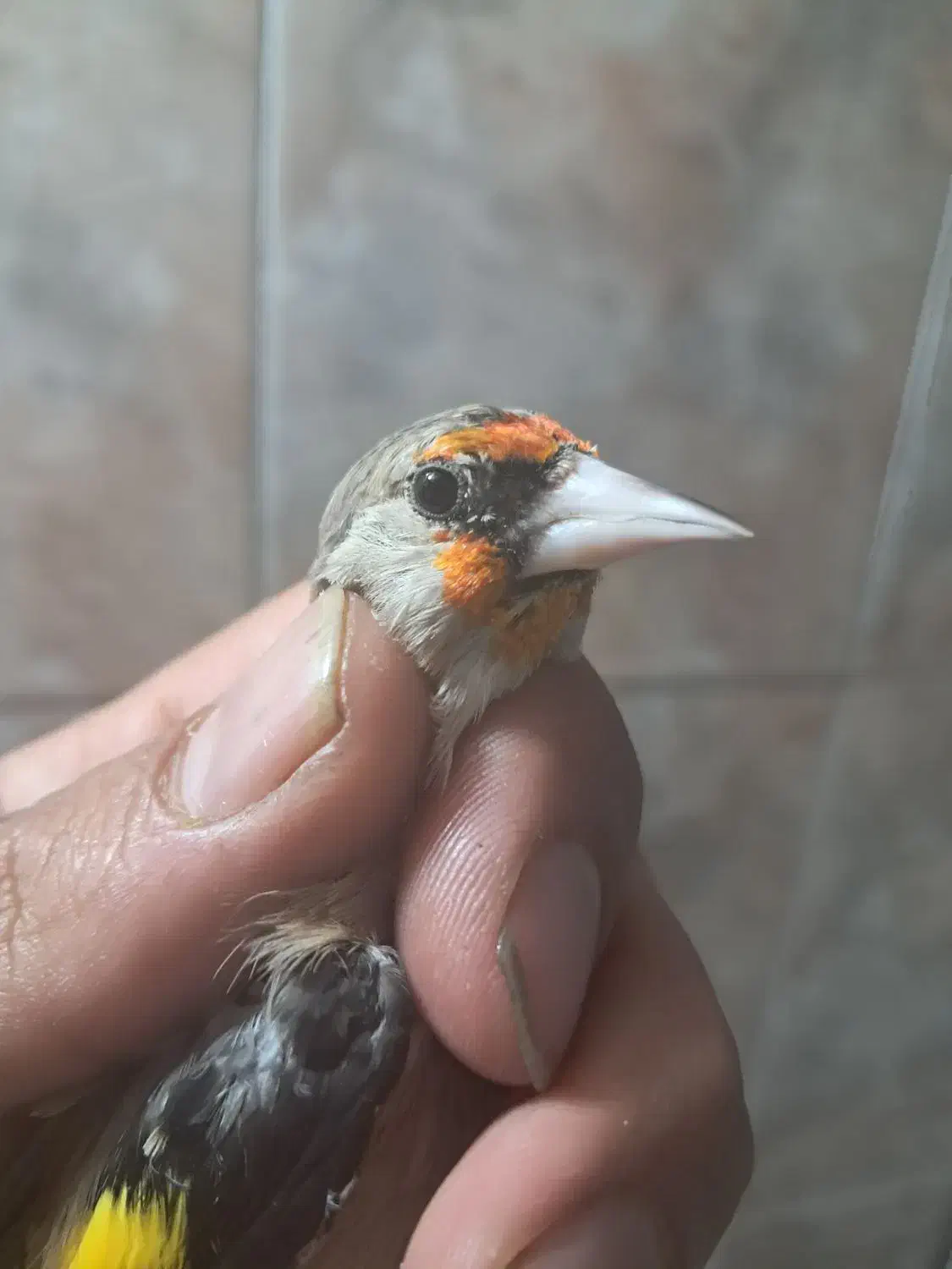 سهره|پرنده|شیراز, سعدیه شمالی|دیوار