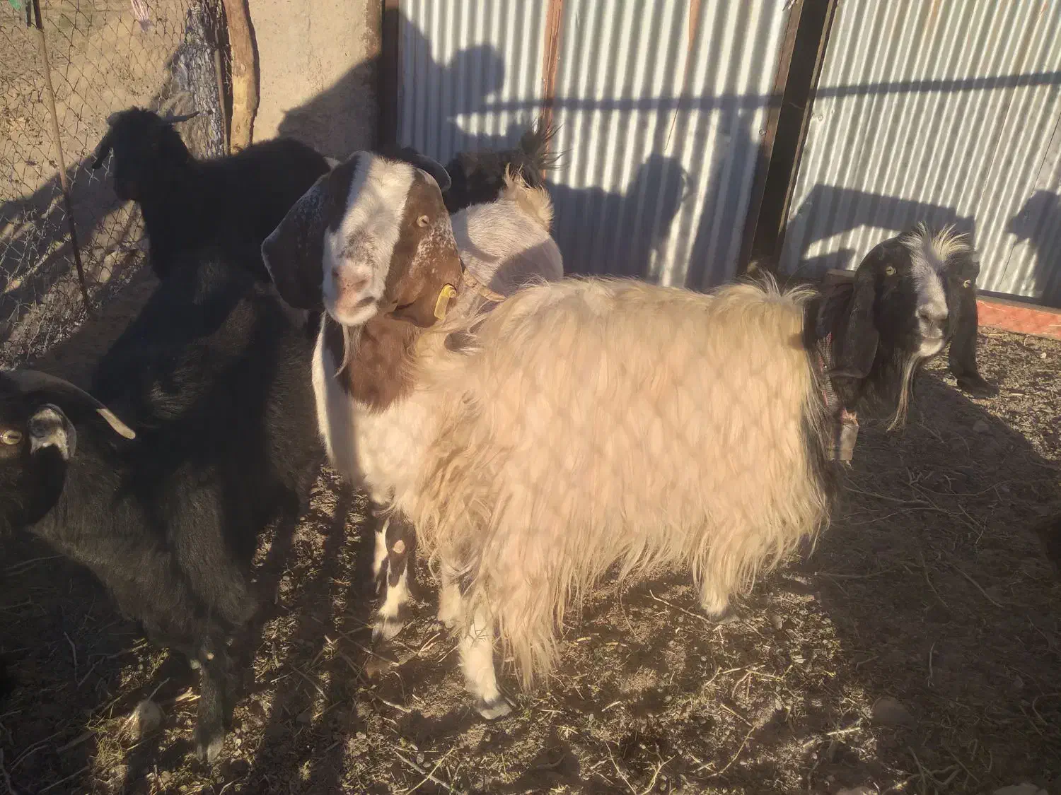 بزدورگه|حیوانات مزرعه|مود, |دیوار