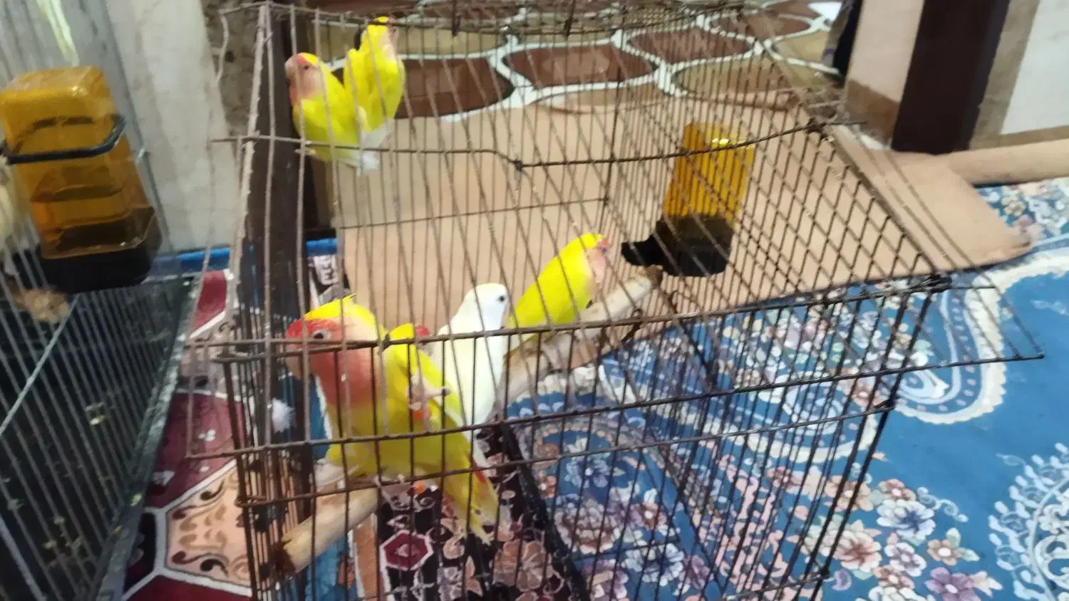 عروس هلندی وطوطی برزیلی اروندکنار|پرنده|آبادان, |دیوار