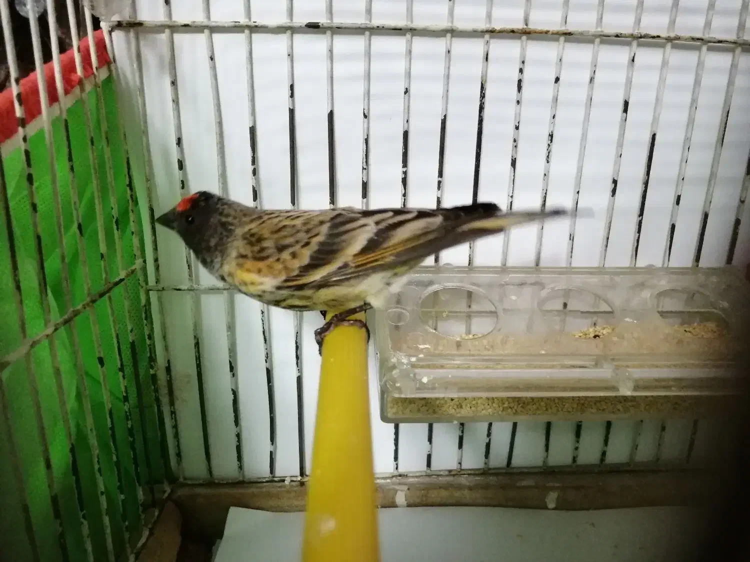 گلبسر نر گلدار زعفرونی دهن سره|پرنده|تهران, صد دستگاه|دیوار