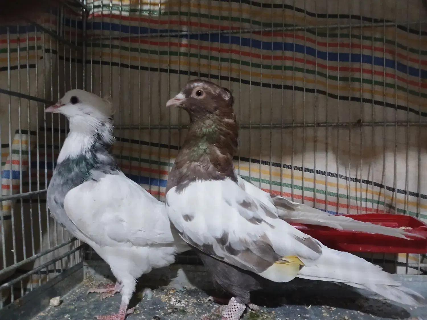 کبوتر سینه ای|پرنده|بروجن, |دیوار