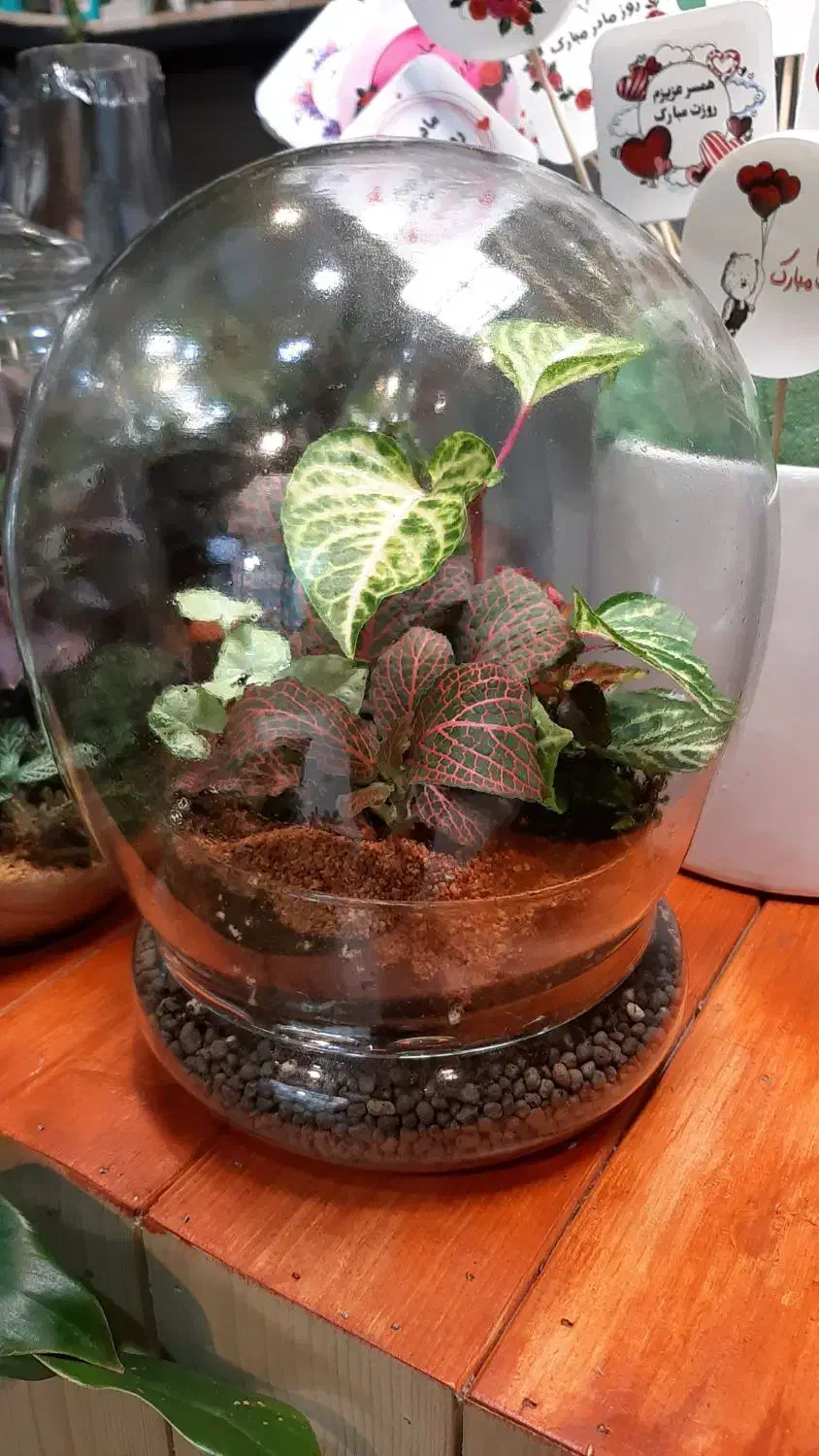 انواع تراریوم/شیشه ای/گل آپارتمانی/تراریوم شیشه ای|گل و گیاه طبیعی|فردیس, فردیس|دیوار