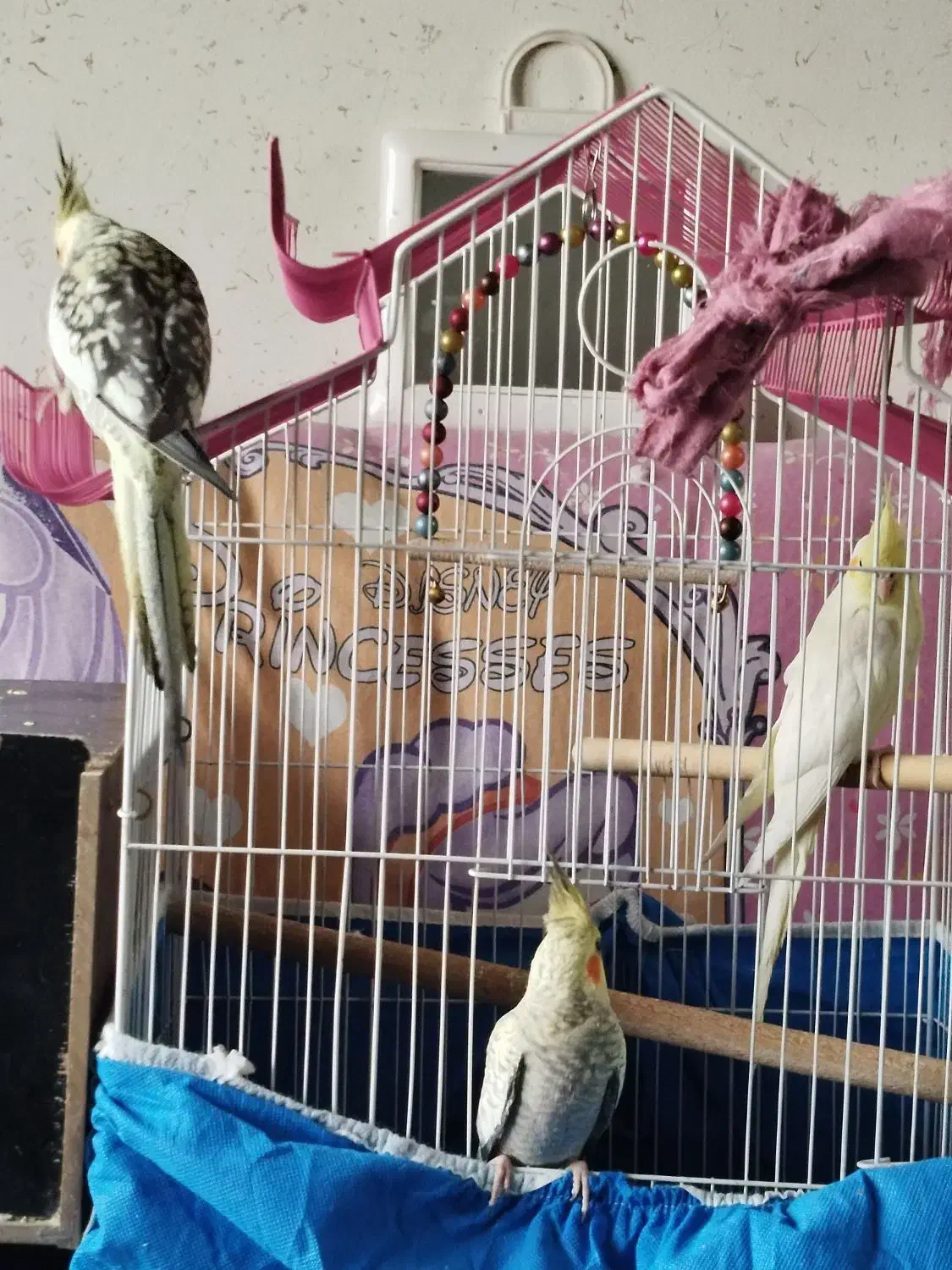 سه عدد عروس هلندی مطابق عکس.|پرنده|فولادشهر, فولادشهر|دیوار