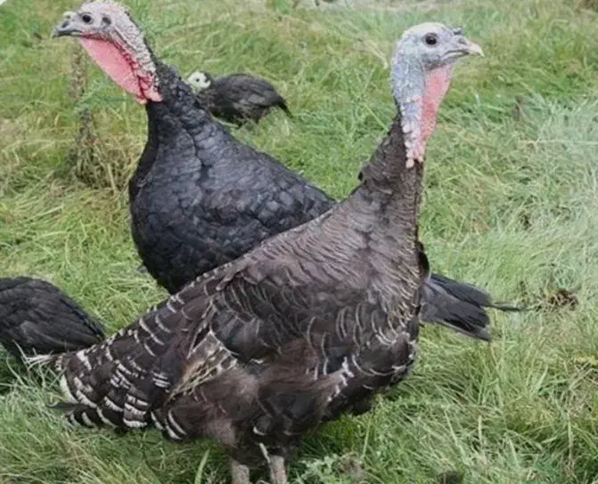 بوقلمون، ماده تخم گذار|حیوانات مزرعه|نیشابور, فخریه|دیوار