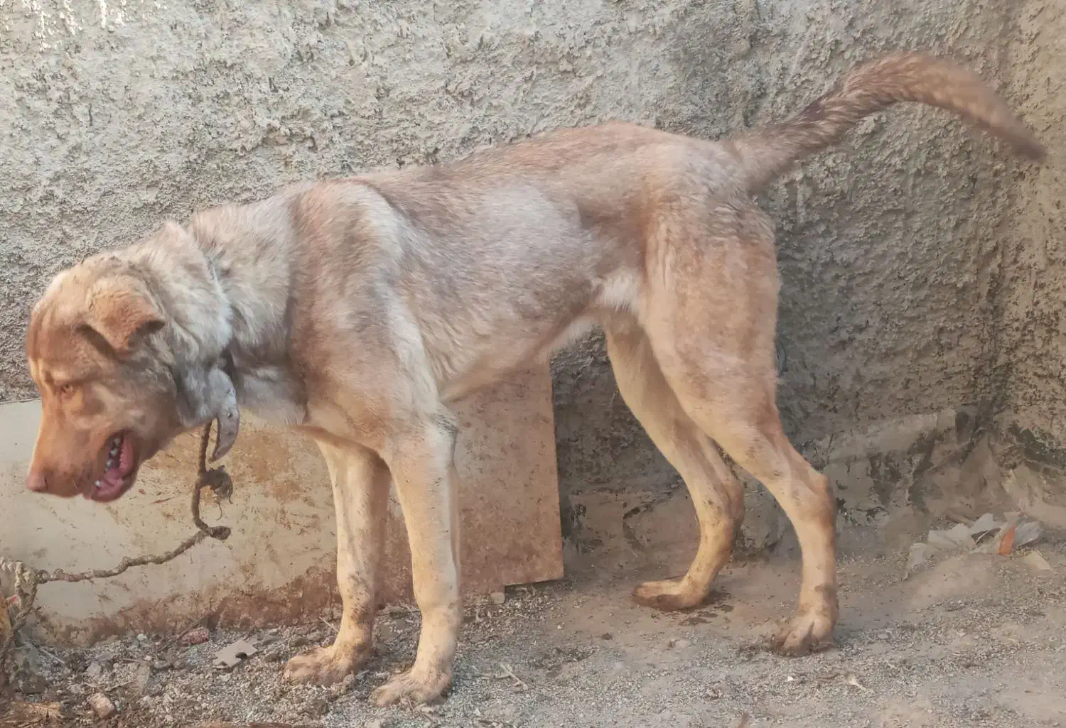 توله عراقی پسر ارتش قهرمان|سگ|بهارستان, |دیوار