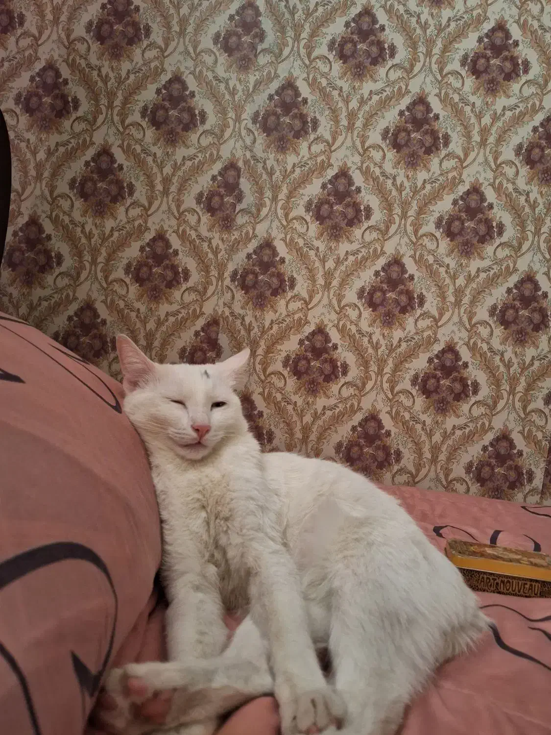 واگزاری گربه|گربه|فولادشهر, B1|دیوار