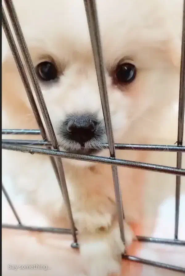 سگ پامر|سگ|کردکوی, |دیوار