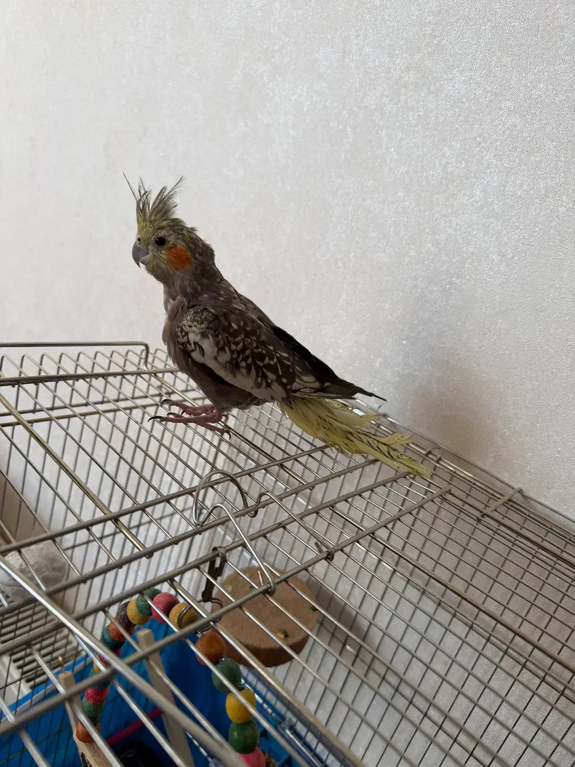 دوعدد عروس هلندی با وسیله کامل|پرنده|پیر بکران, |دیوار