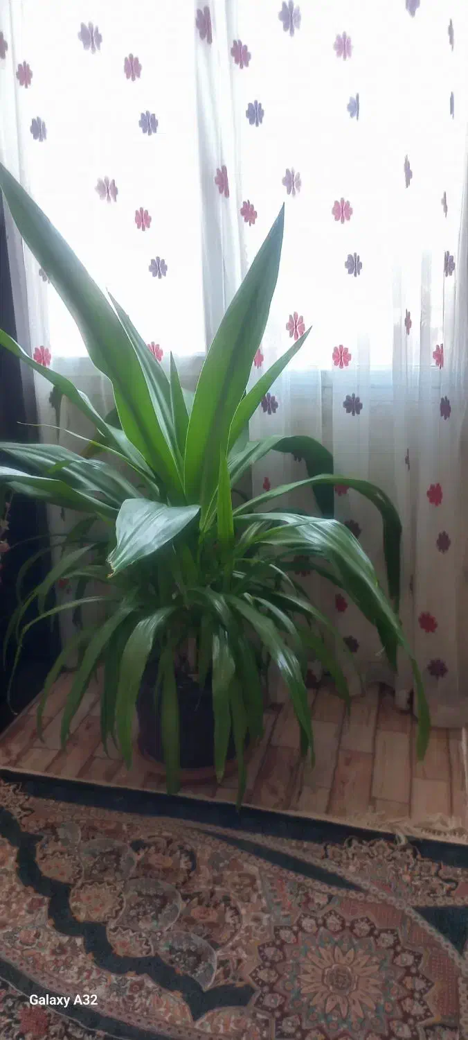 گل وگیاه طبیعی|گل و گیاه طبیعی|صدرا-فارس, فاز ۱|دیوار