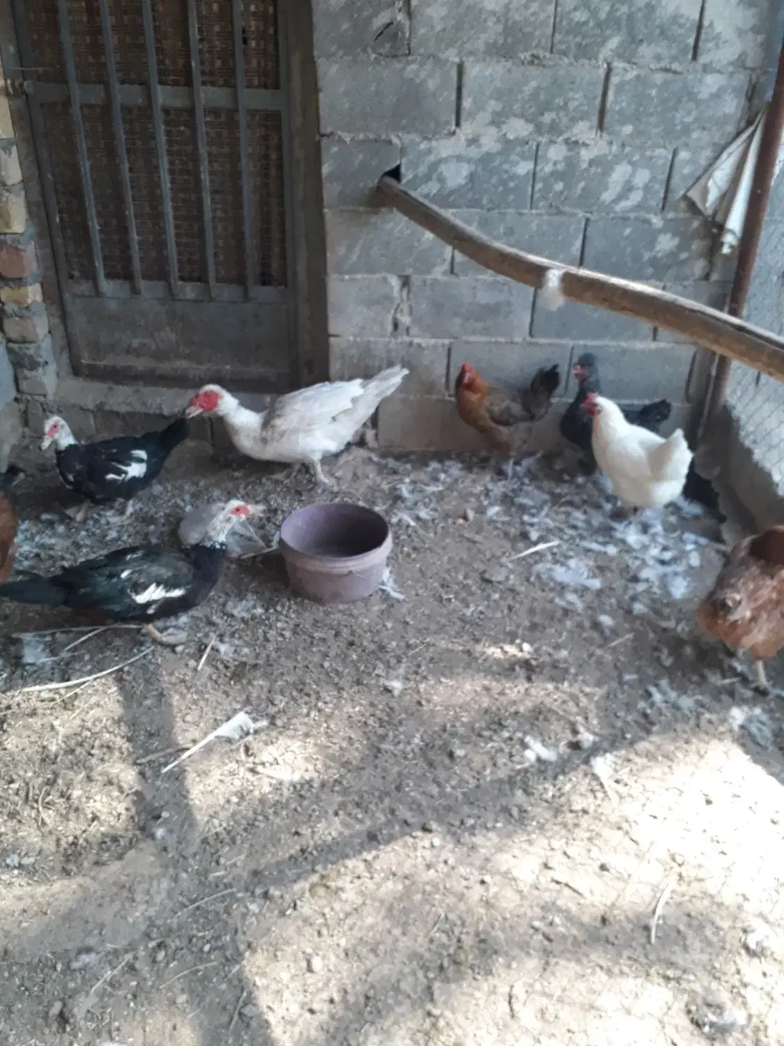 مرغ بومی و اردک اسرائیلی|حیوانات مزرعه|مبارکه, |دیوار