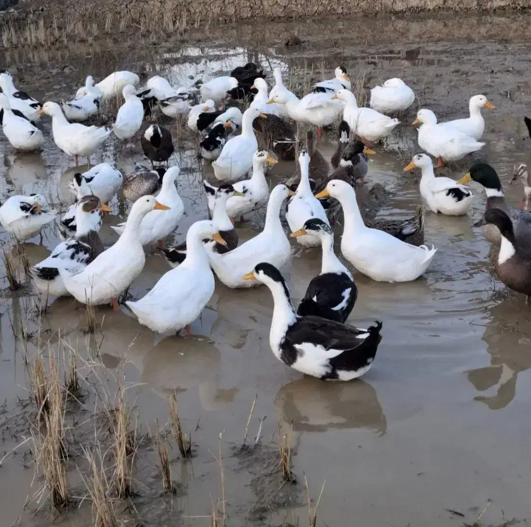 فروش اردک نر|حیوانات مزرعه|شفت, |دیوار