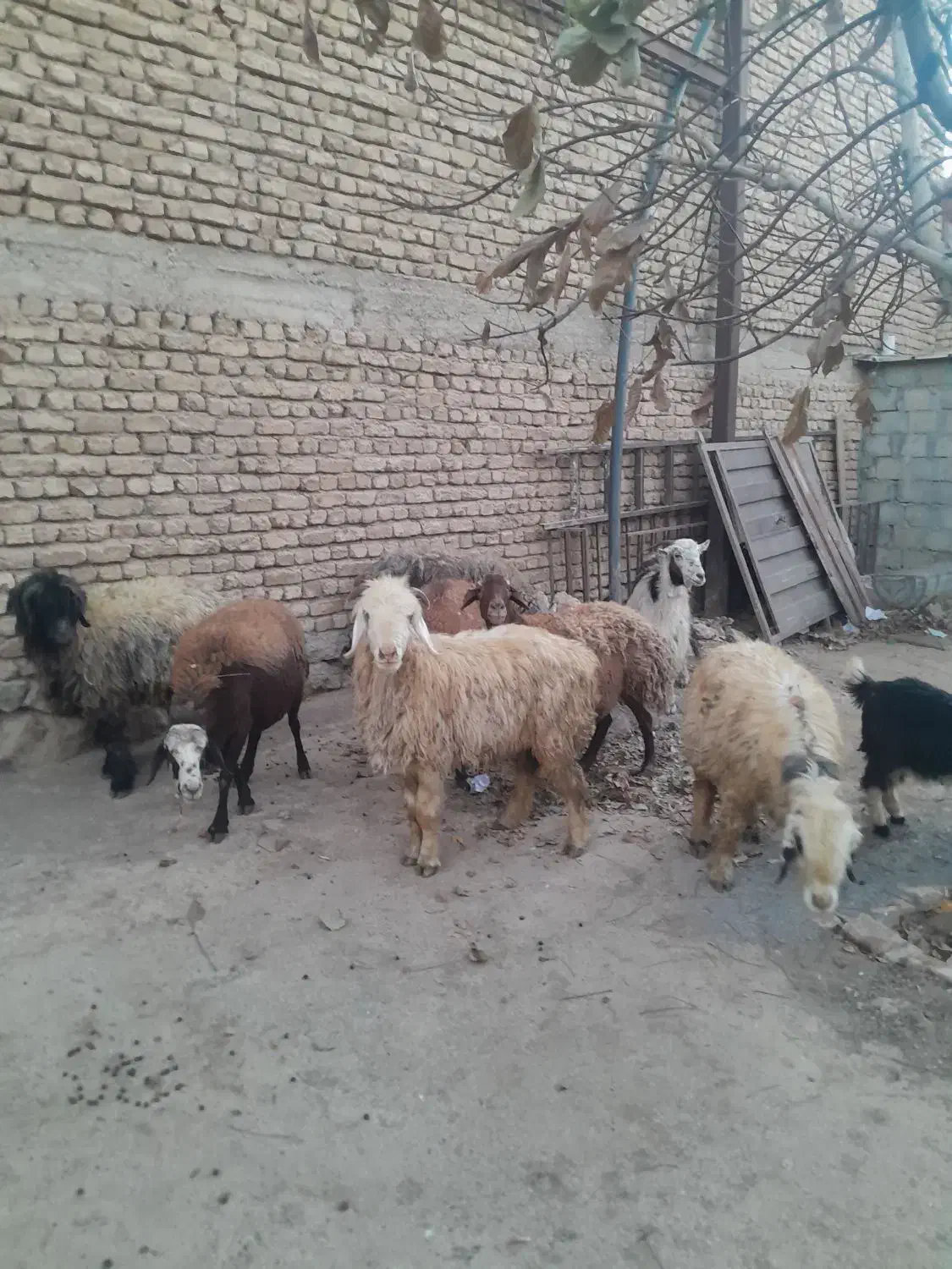 حیوانات مزرعه|حیوانات مزرعه|داران, |دیوار