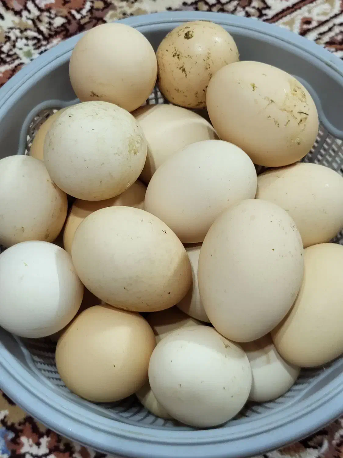 تخم مرغ نطفه دار محلی|حیوانات مزرعه|جلین, |دیوار