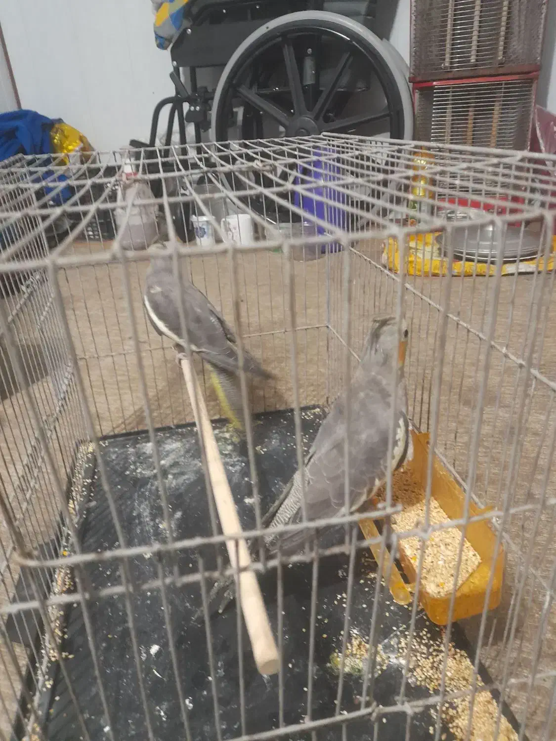 یک جفت عروس هلندی نر ماده قشنگ|پرنده|هادی شهر, |دیوار