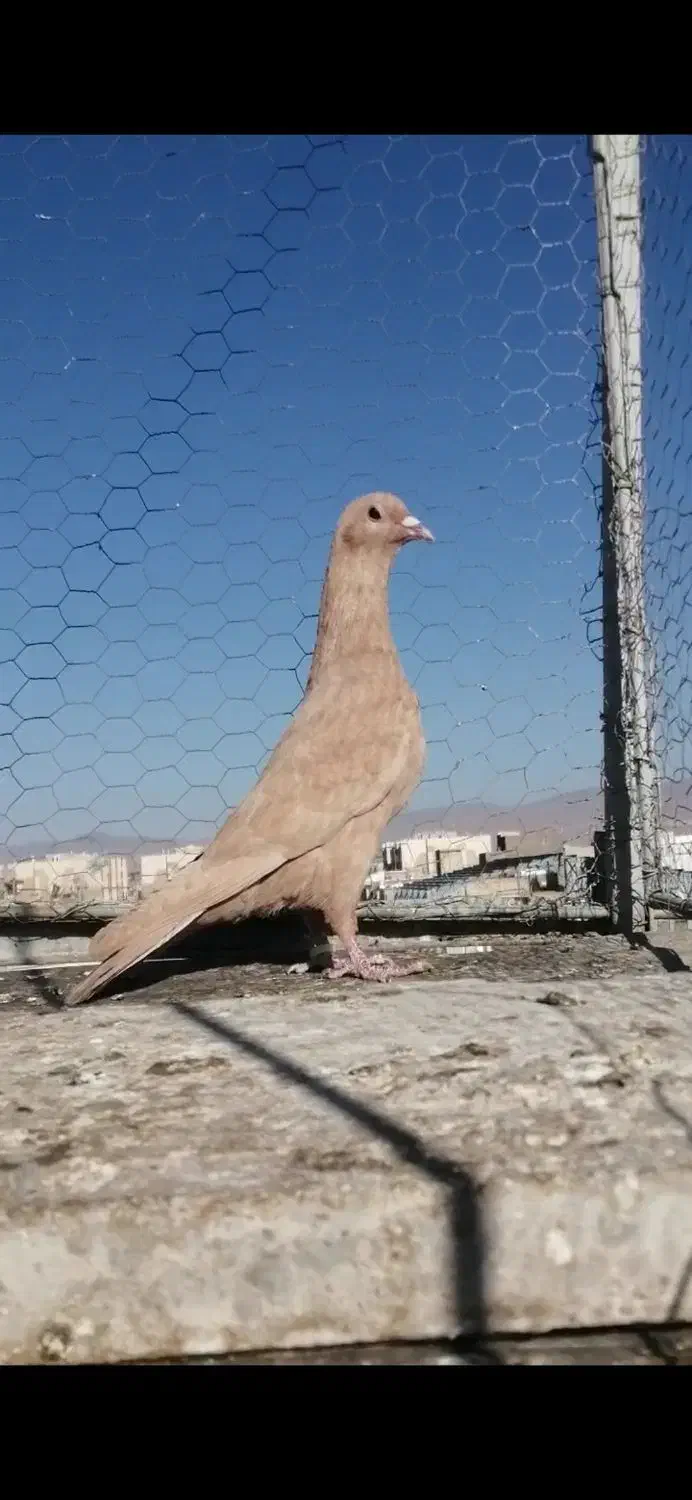 کفتر وکبوتر زرد کرمانی کل وکاکلی|پرنده|فردوس (خراسان), |دیوار