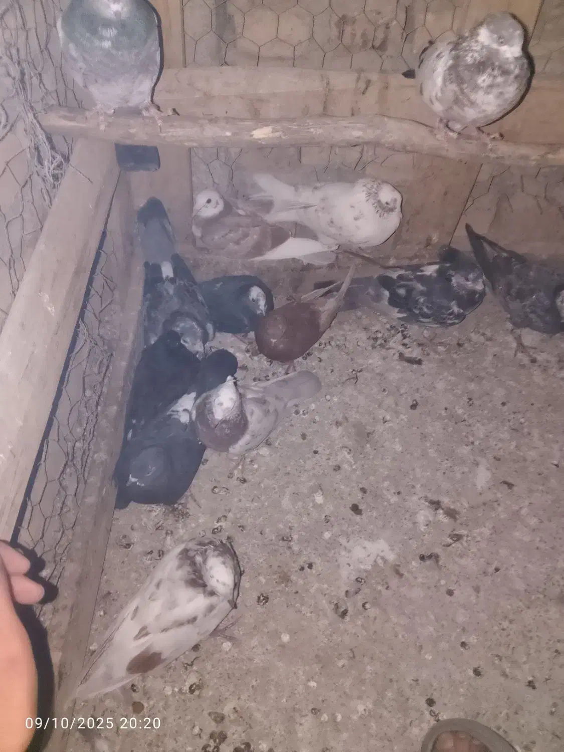کبوتر|پرنده|ماکو, |دیوار