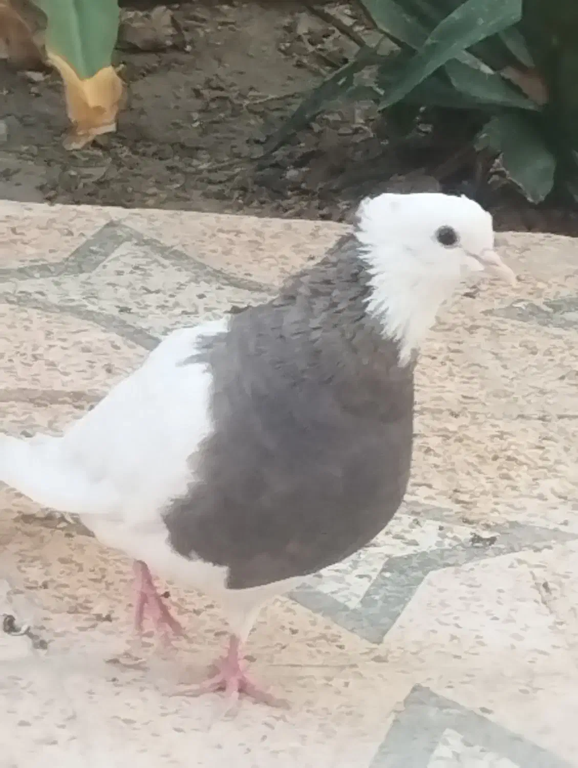 کفتر|پرنده|میناب, |دیوار