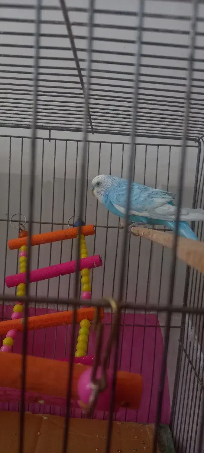 فروش دو عدد مرغ عشق|پرنده|خوی, |دیوار