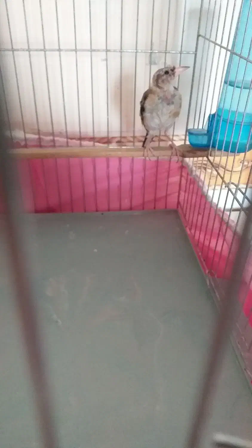 سهره کشیده (متولدقفس )|پرنده|کرمانشاه, |دیوار