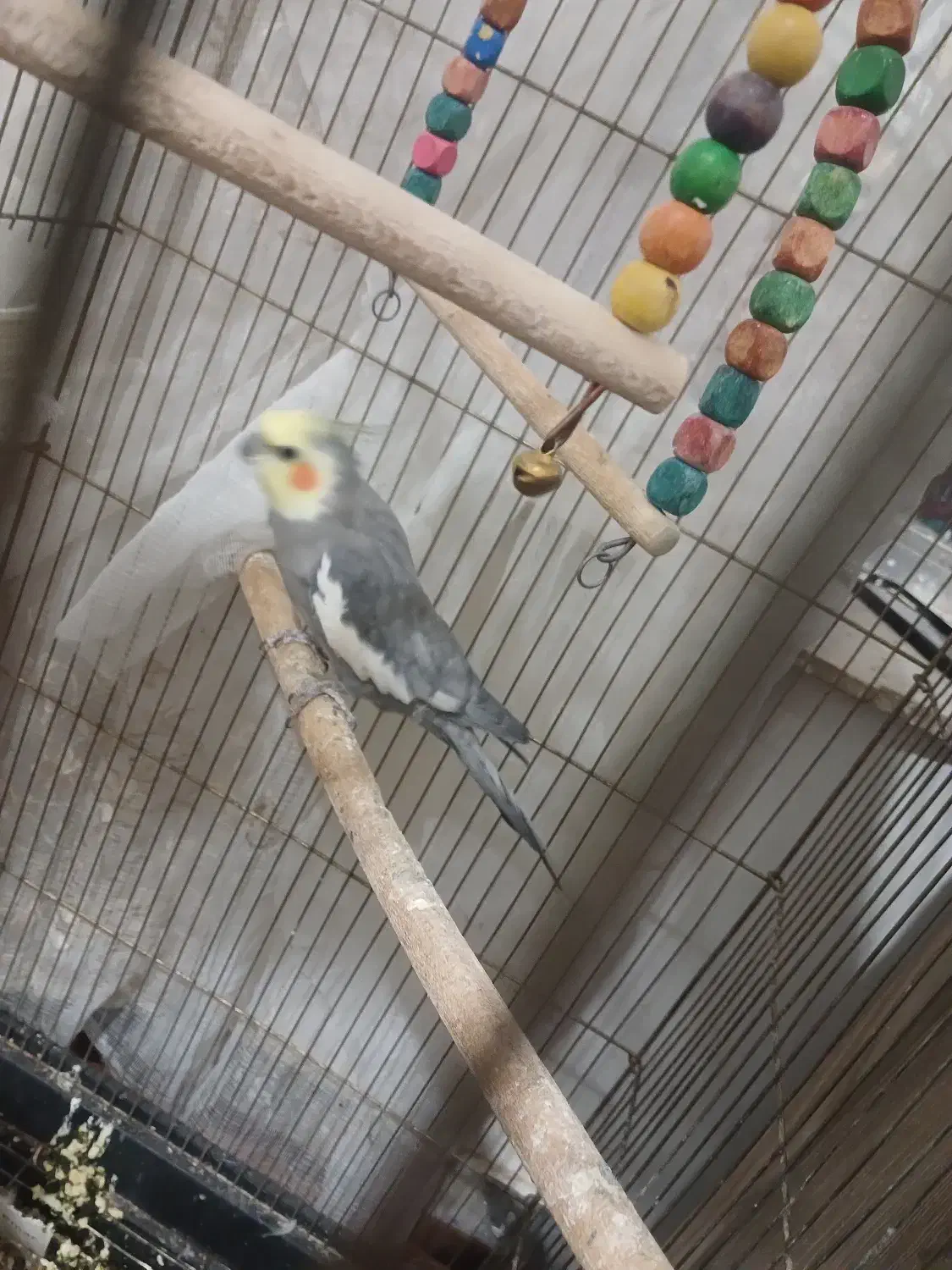 عروس هلندی|پرنده|فرخ‌شهر, |دیوار