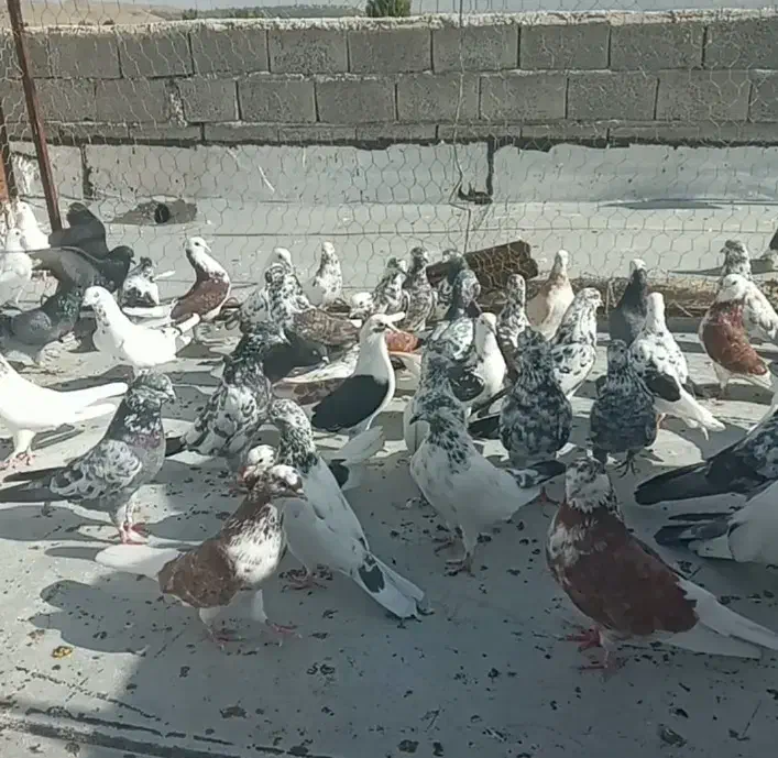 کبوتر خوب|پرنده|مشگین شهر, |دیوار