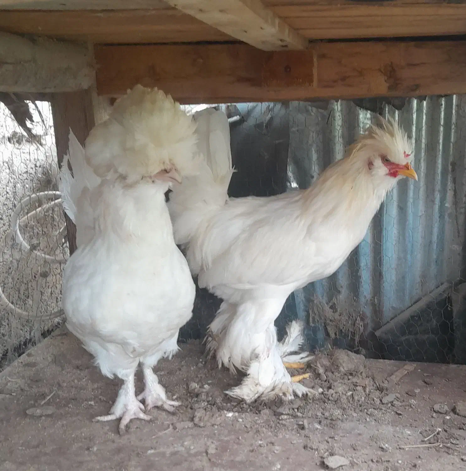 یک جفت سلطان عثمانی وارداتی و کمیاب.|حیوانات مزرعه|آستانه اشرفیه, |دیوار