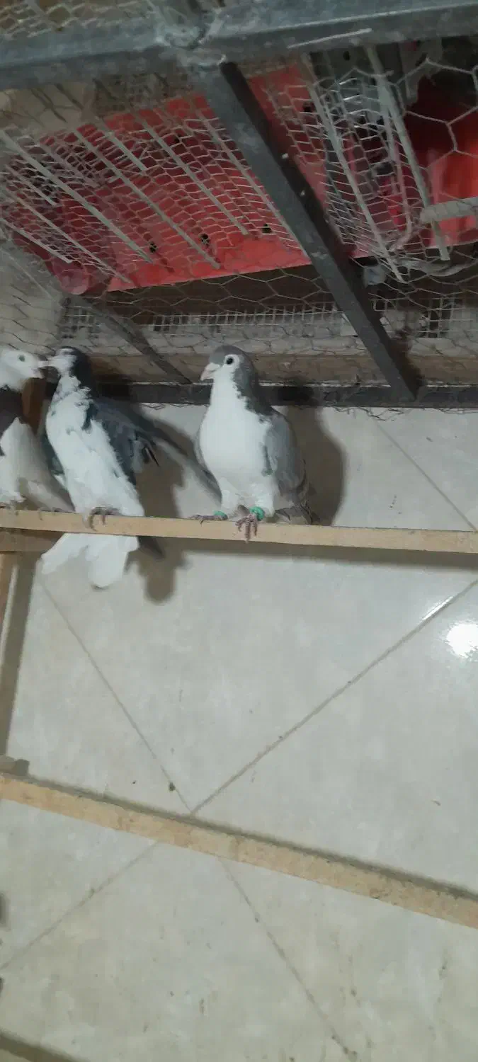 رنگی پلاکی|پرنده|پاکدشت, شهرک انقلاب|دیوار