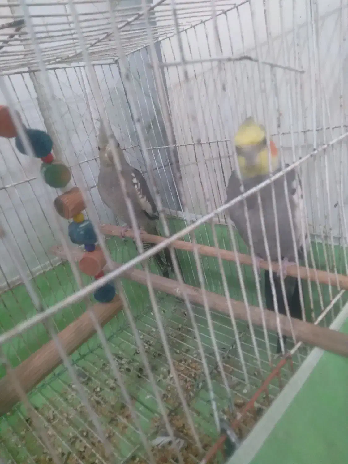 عروس هلندی|پرنده|گرگان, |دیوار