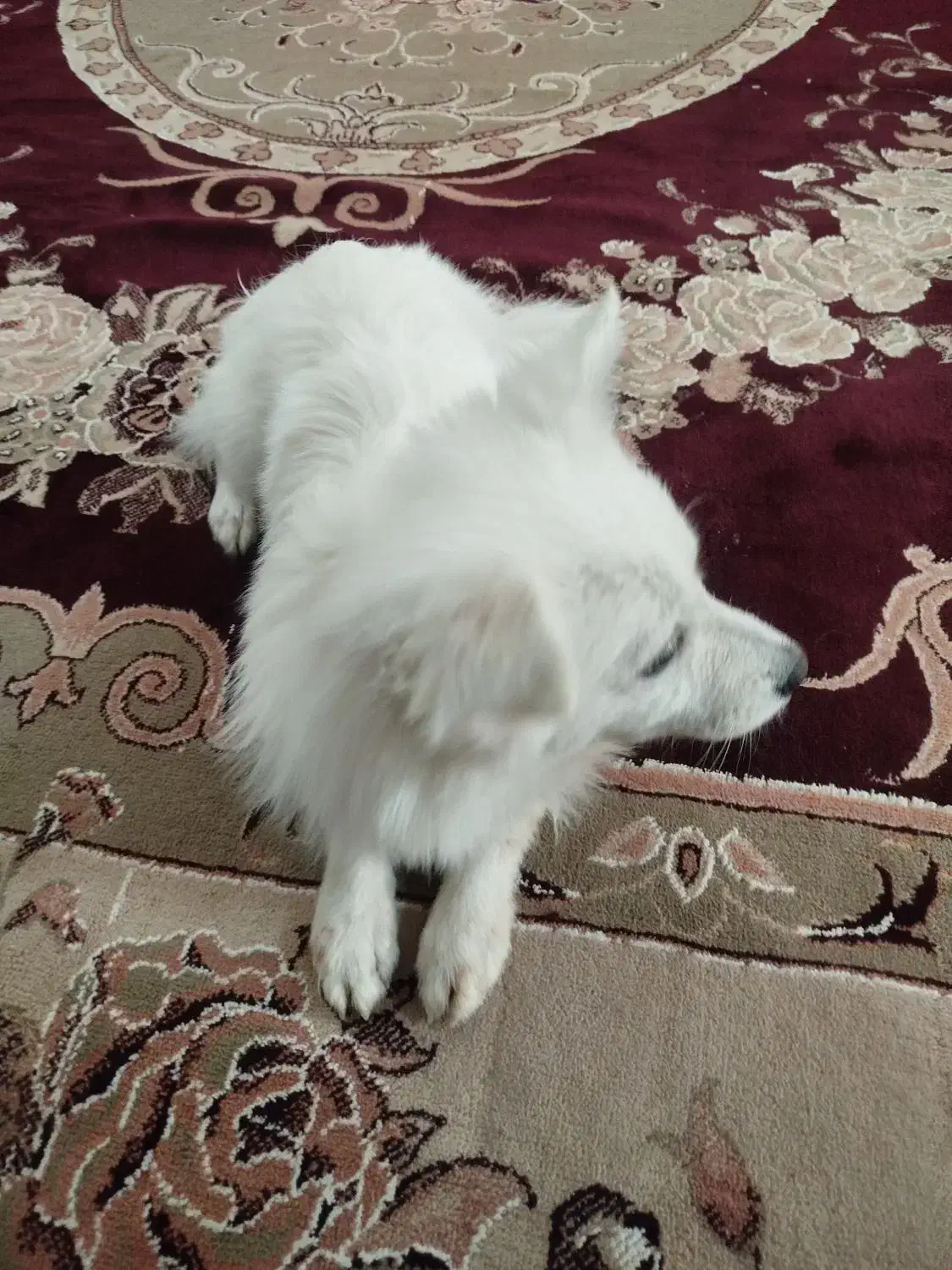 سگ اسپیتز اسم الیس|سگ|پاکدشت, پاکدشت (مامازند)|دیوار