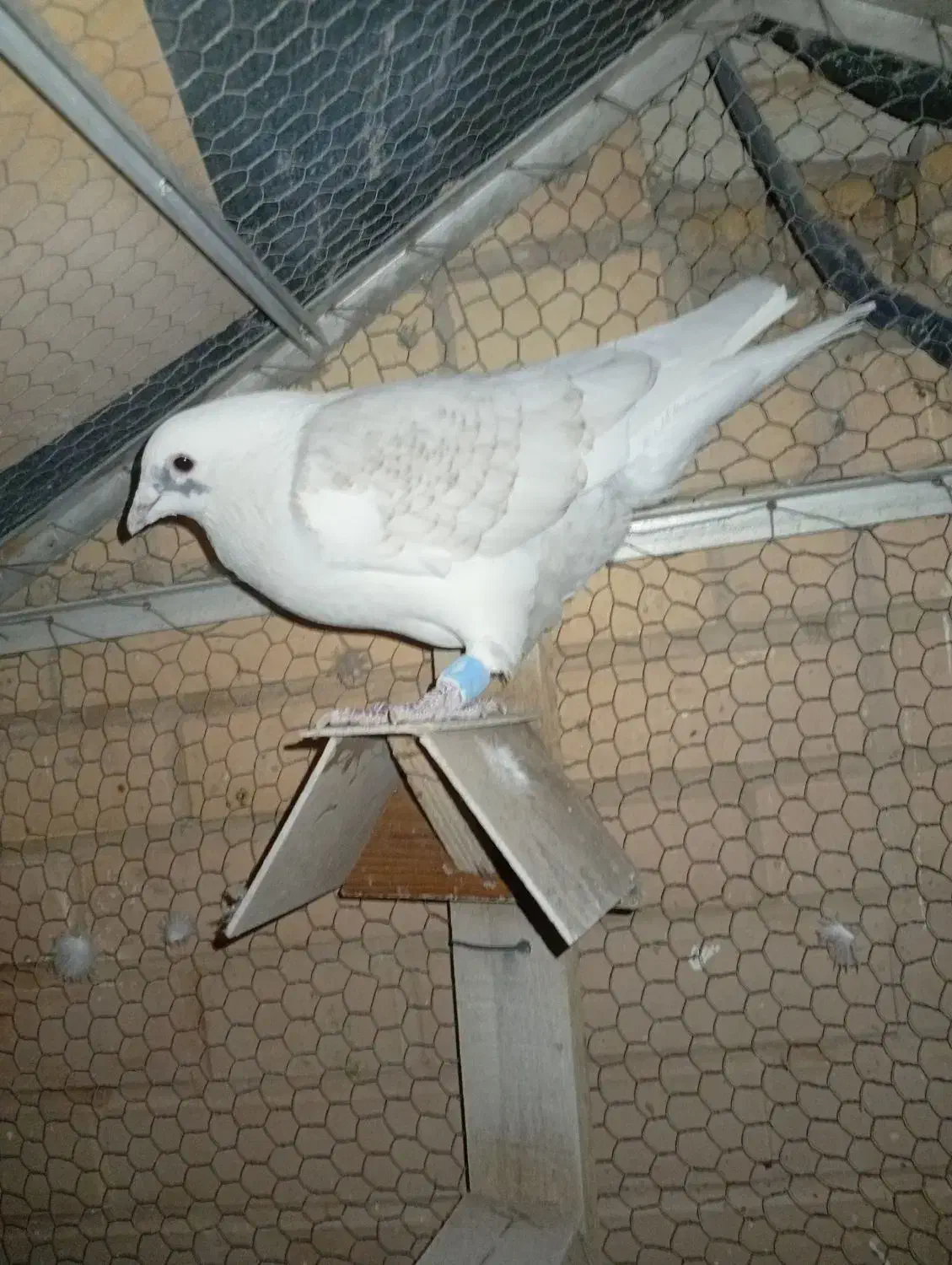 کفتر یا کبوتر|پرنده|اشکذر, |دیوار