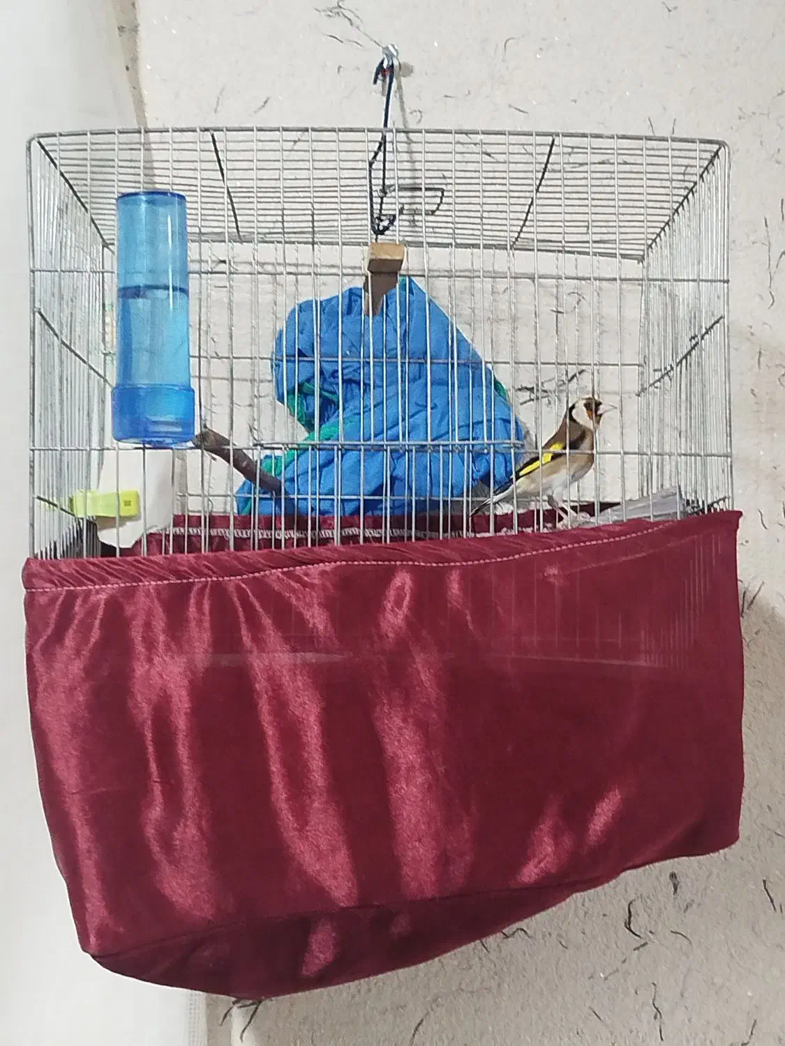 جوجه سهره|پرنده|یزد, |دیوار